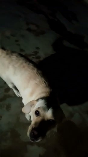 Labrador Anna & Baby Brownie😘👍#viral #labrador #dog #anna #viralvideo #viralshorts