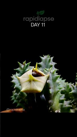 Alien Looking Flower - Lifesaver Plant (Huernia zebrina) 😳