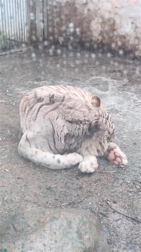 肉球🐾ツンツンしたい🤭ホワイトタイガー🐯 #静岡県 #伊豆アニマルキングダム #虎 #家族