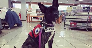 Dear Moms—Please Teach Your Children Not To Pet Service Dogs