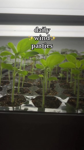 One of top hacks for growing flowers indoors is doing whatever we xan to prep these little babies for the world outside. For 2 hours a day I run a fan on them on the breeze setting and let them dance and toughen up their root systems! Cut flowers sre also notorious for algae growth on the soil, so the added air circulation helps with that too! #cutflowers #fyp #cutflowerfarm #hobbyfarm #cutflowergarden #flowerfarm #cutflower #flowerfarm #cottagegarden #backyarddesign #localflowers #startingseeds