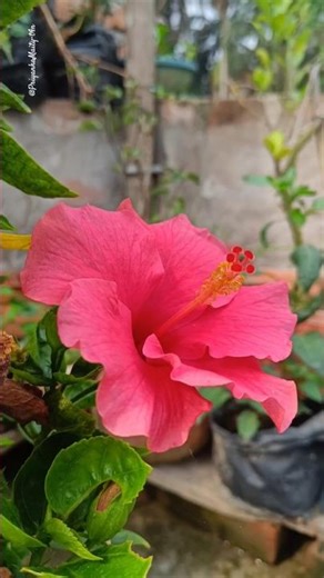 GORGEOUS ROSA-SINENSIS 🌺 HIBISCUS FLOWERS||HOME GARDENING||#ytshorts #youtubeshorts#flowers#shorts