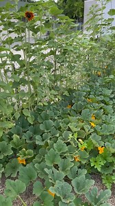This Garden is Finally taking off after a slow start during a cold, wet spring! #garden #microhomestead #urbanhomestead | Jami and Zeb