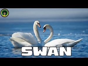 Seven Swans A-Swimming || Facts about Swans