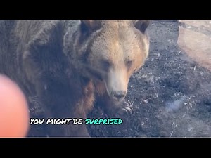 How good is a Bear 🐻at Digging? Watch and See! #animals #bear #animals