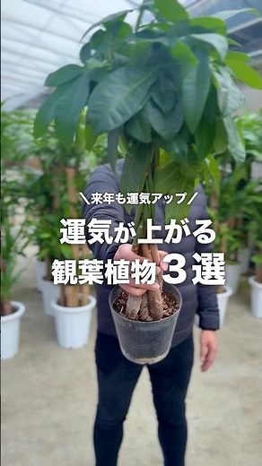 【運気も上がって縁起も良し☝️】幸運を招くおすすめ観葉植物3選🪴#植物大好き #植物のある暮らし #運気アップ #幸運 #縁起が良い