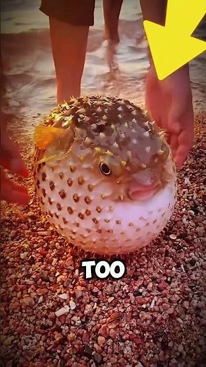 This Fish Turns Into a Spiky Balloon 😱🐡