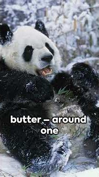 Top 10 Unbearably Cute Facts About Pandas
