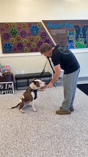 6.3K views · 254 reactions |  CRASHER HAS BEEN ADOPTED!  Look at our boy Crash already learning commands with his amazing new adopter!  This is what adoption is all about — love, patience, and watching these babies thrive in their forever homes. We are SO happy for Crasher and his new family! ✨ Thank you for giving him the chance he deserved.  | Monroe County Friends of Animals - Eastbourne Animal Center | Facebook