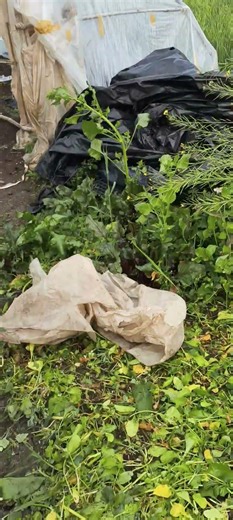 coco peat #farming #watermelon #plants
