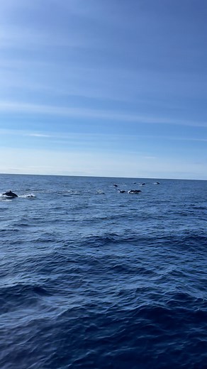 Momento único! Ilha Terceira, Açores 🐬 | OceanEmotion - The Whale Watching in Terceira