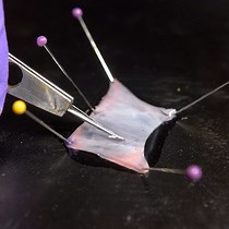 Video: Layer Microdissection of Tricuspid Valve Leaflets for Biaxial Mechanical Characterization and Microstructural Quantification