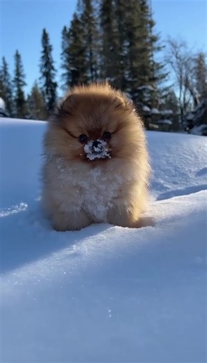Funny Pomeranian Moments That Will Make You Smile