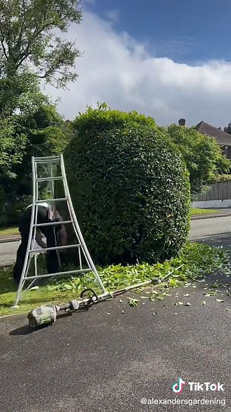 Prunus Laurocerasus (Cherry Laurel) Trimming | Gardening Tips
