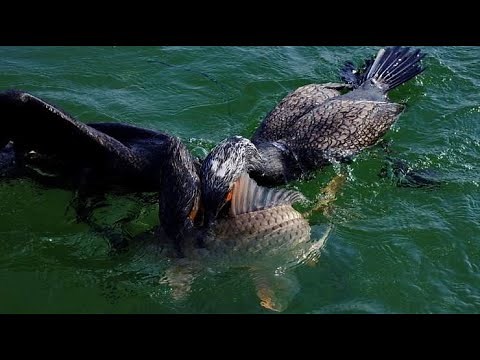Fishing With Birds In China | Cormorant fishing