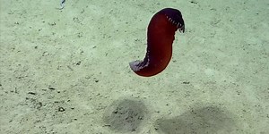 Watch: Sea cucumber caught  in rarely seen dance on underwater camera
