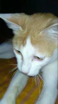 cute cat lovely moments😻 lovely mood 🐈#cat videos #trending#shorts#viral #animal