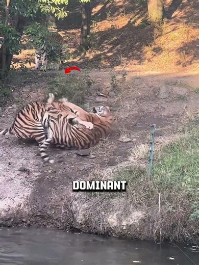 You Won’t Believe How Fast This Tiger Fight Escalates! 🐅💥 #tiger #fighting #shorts
