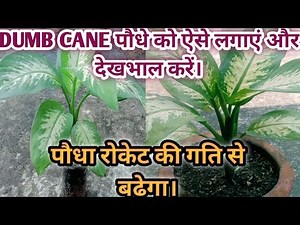 How to grow/ Repot and care Dieffenbachia /Dumb cane Plant.