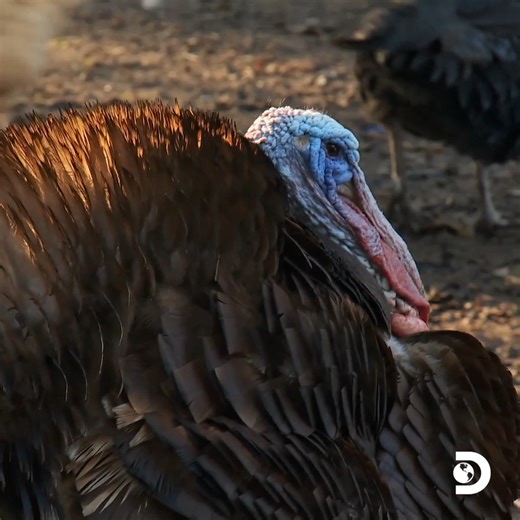 "It's a life and death situation." 😨 An all-new #HomesteadRescue starts right now on Discovery! | Homestead Rescue