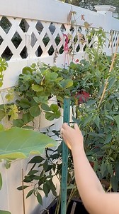 Setting up strong support for my thriving Thai chili peppers 🌶️🌱 These plants are full of chilies, so I added a T-post to keep them growing tall and healthy. Big harvests start with the right support! 💪✨ #thaichili #GardenFresh #HomeGrown | Che Thompson