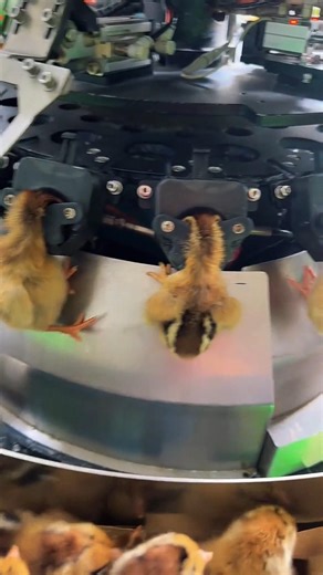 High-Speed Chick Conveyor System 😮 | Amazing Technology #shorts