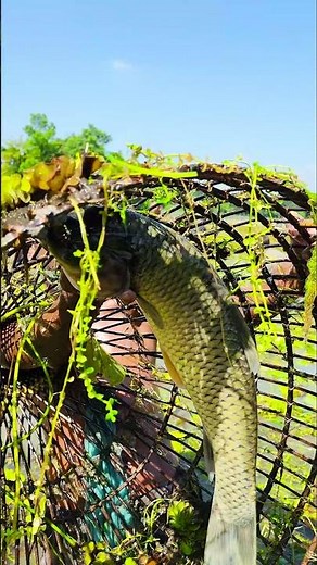 Wow! Amazing Polo Fishing Videos ! Best Big Fish Catching ! Primitive Technique fishing #fish