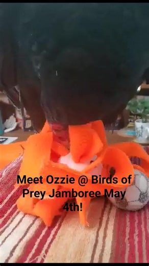 4.2K views · 39 reactions | On May 4th our flock will be at the...