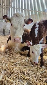 133K views · 10K reactions | 癩 When your daughter is your mini me 癩 #bluebelle #calf #cows #farming #herefords #minime #daughter | Elwess Herefords | Facebook