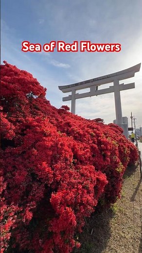 Fiery Red Azaleas in Full Bloom | Kyoto’s Stunning Kirishima Tsutsuji