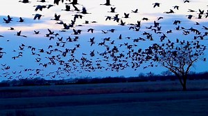 4.5K views · 238 reactions | Rowe Sanctuary is Currently Open!!!...