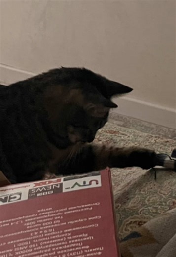 #мысливслух | Cat Talking