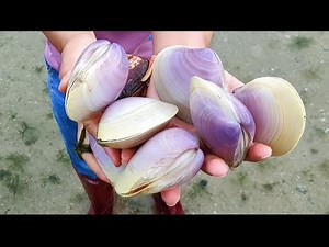 After the typhoon, queen pearl shells and golden pearl shells spread all over the beach. Gems