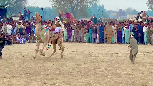 Exciting Camel Encounter in Traditional Outdoor Setting