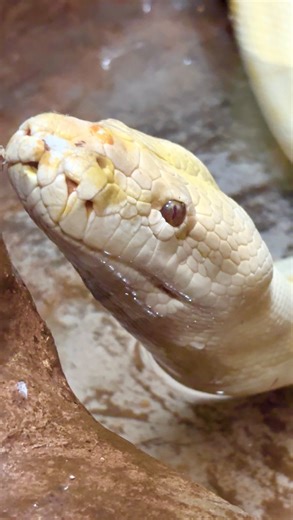 obxlizardland on Instagram: "Judith is a big boy. 🐍 He’s an 11-year-old male Burmese python sitting around 13–14 feet long. He may fill out a bit more with age, but we don’t really anticipate him getting much longer. Burmese pythons are one of the largest snake species on the planet, usually landing in the top three alongside reticulated pythons and anacondas. As ambush constrictors, they evolved to take down large, infrequent meals and store that energy, which is why they get so long and heavy