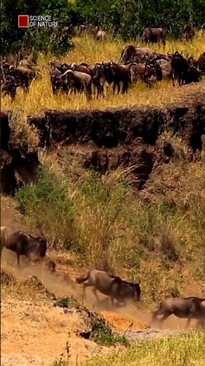 Mass Stampede During the Epic Wildebeest Migration