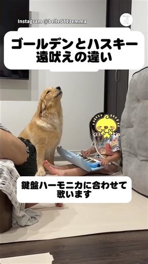 ゴールデンとハスキーの遠吠えの違い‼️ #ゴールデンレトリバー #シベリアンハスキー #大型犬 #犬 #大型犬のいる生活