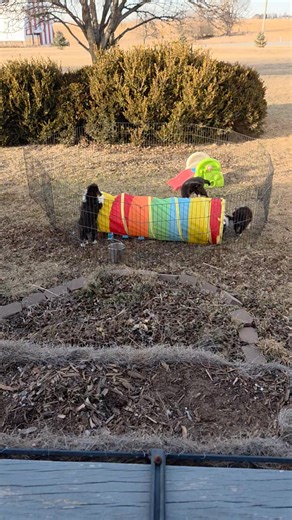Puppies loving this warm weather. Lots of outside time | Spring Valley Shelties