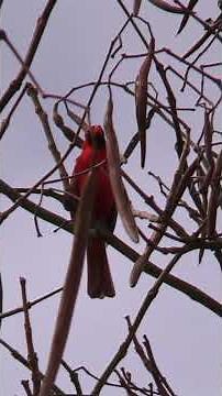 Northern Cardinal Calls - Relaxing Peaceful