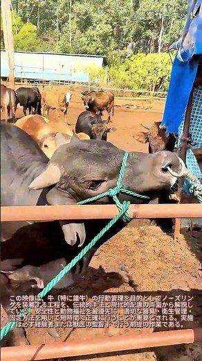 雄牛の鼻ピアス：安全な取り扱いのための伝統的な技術と現代的​​な技術：雄牛の鼻リングを安全に取り付ける方法 ステップバイステップガイド/伝統的な牛の管理 雄牛にリングを付ける理由と方法