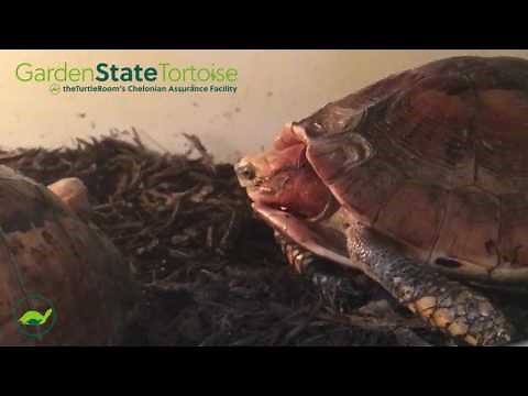 GRAPHIC! Box Turtle Breeding - Mature Audiences Only