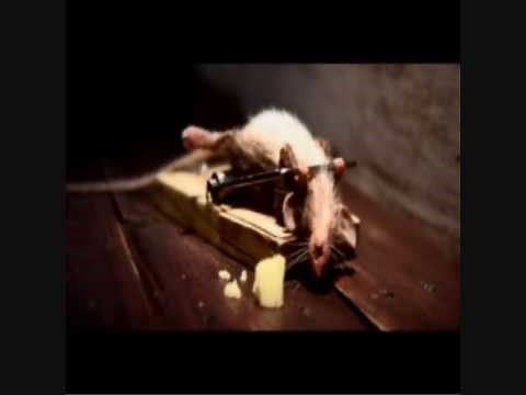 Mouse and a mousetrap (cheese commercial)