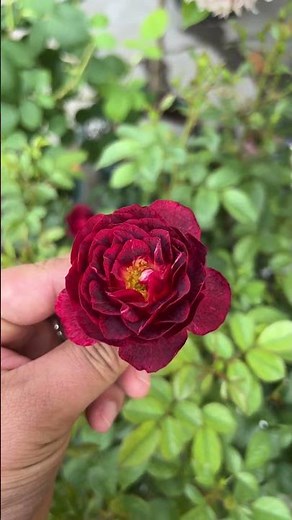 Roses & Blooms: Mastering the Art of Rose Gardening