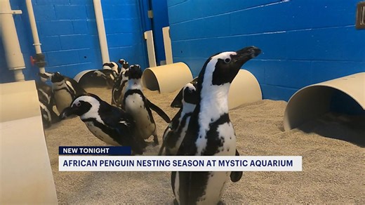 Penguin nesting season takes place at Mystic Aquarium