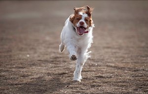 Unique Dog behaviors and What to Do About Them (Explained!) - Dogsvets