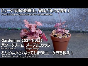 [Gardening 2024 No.15] Planting two varieties of PW's Heuchera Dolce series