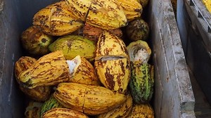 Cacao pod cut open to show cocoa beans inside