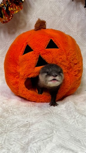 Animal EDventure Park & Safari on Instagram: "🎃 6th Annual SPOOKY Safari & Pumpkin Patch 🎃 📅 Sept 20 – Nov 2 | Boynton Beach, FL 🎟️ Book NOW 👉 AnimalEDventures.com 👻 Tour 1: Spooky Safari – $25 pp (Kids under 2 FREE) • Halloween-themed Safari Walk • Sloth & Kangaroo Encounters Incl 🦥🦘 • Feed camels, goats & sheep 🐪🐐 • Pumpkin Patch + Epic Photo Ops 🎃📸 ✨ Add-ons: Sloth Holdings, Kangaroo Kuddles Otter Encounter Capybara Feeding Porcupine Feeding Want Something OTTER This World? ⭐️ Tou