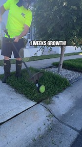 1.6M views · 4.4K reactions | EXPLOSIVE Lawn Growth on former PEANUT BUTTER Factory site. Should we worried? No, says Peanut Expert - Hector Marmalade. #satisfying | Tim The Lawnmower Man | Facebook