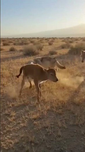 Heartbreaking Wildlife Reality 😢 | Wolves Surround and Kill a Calf 🐺🐄”#shorts #viral #animals